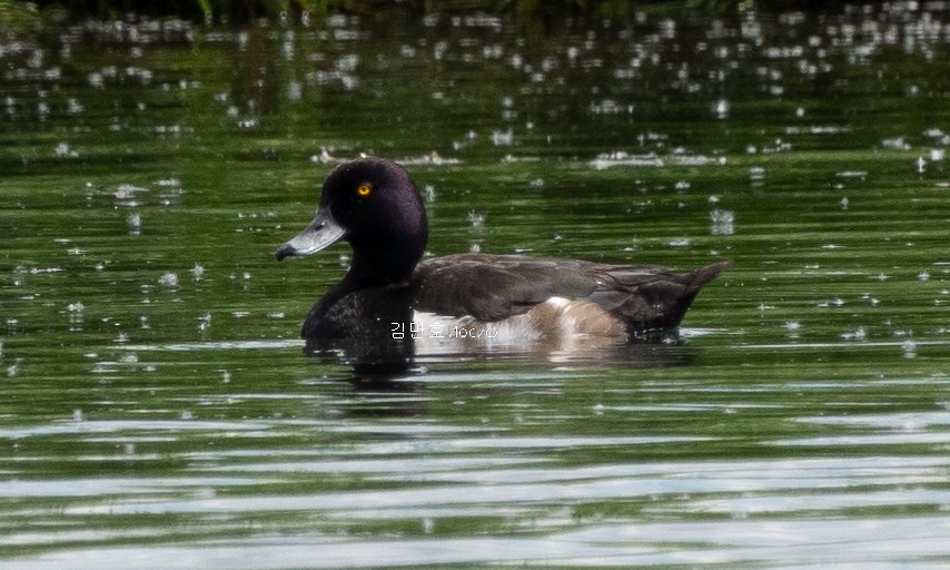 Tufted Duck - ML620991534
