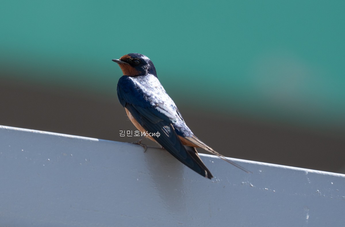Barn Swallow - ML620991592