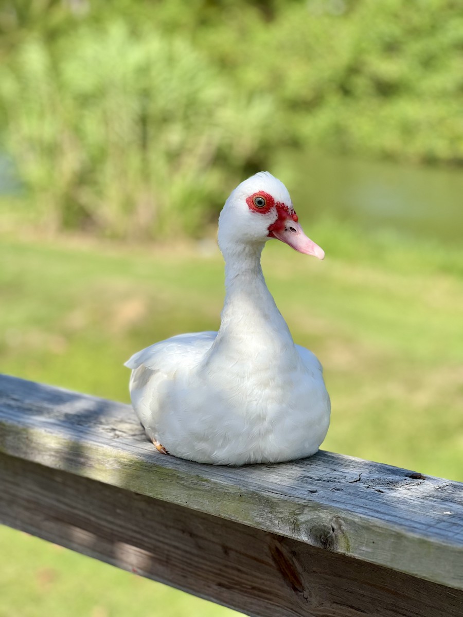 Muscovy Duck (Domestic type) - ML620991612