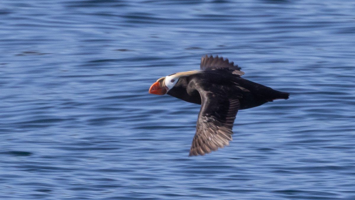 Tufted Puffin - ML620991743