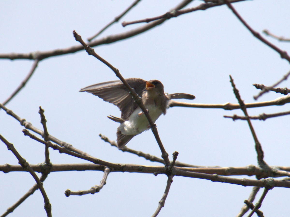 Northern Rough-winged Swallow - ML620991763