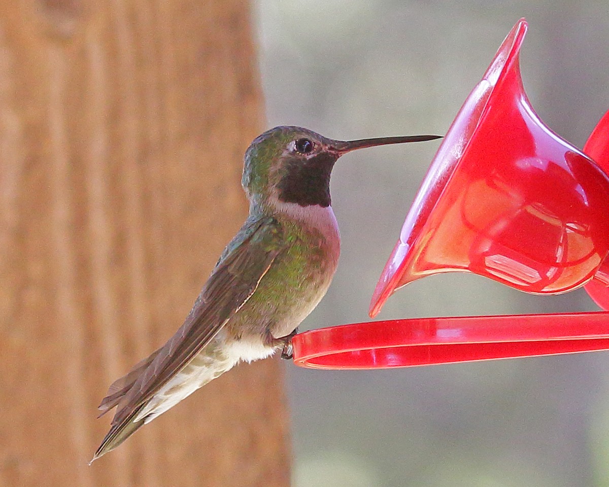 Broad-tailed Hummingbird - ML620991864