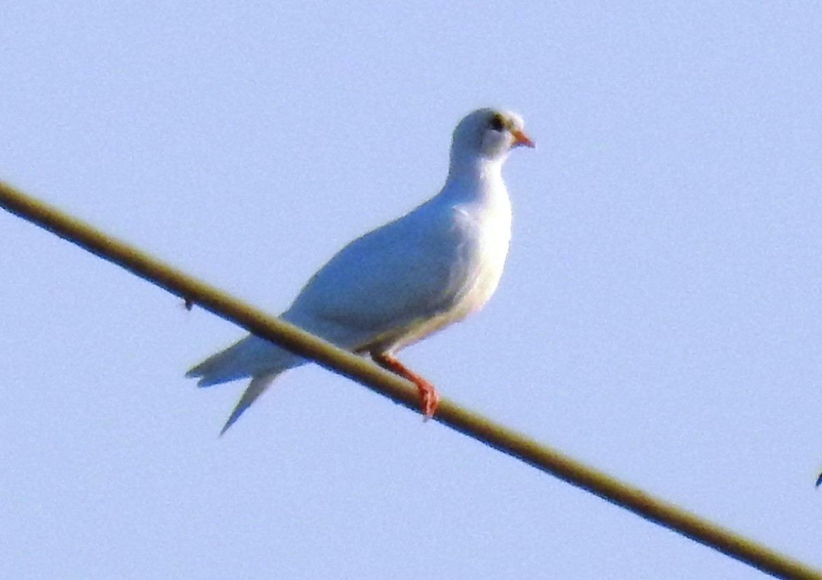 Сизый голубь (Одомашненного типа) - ML620991866