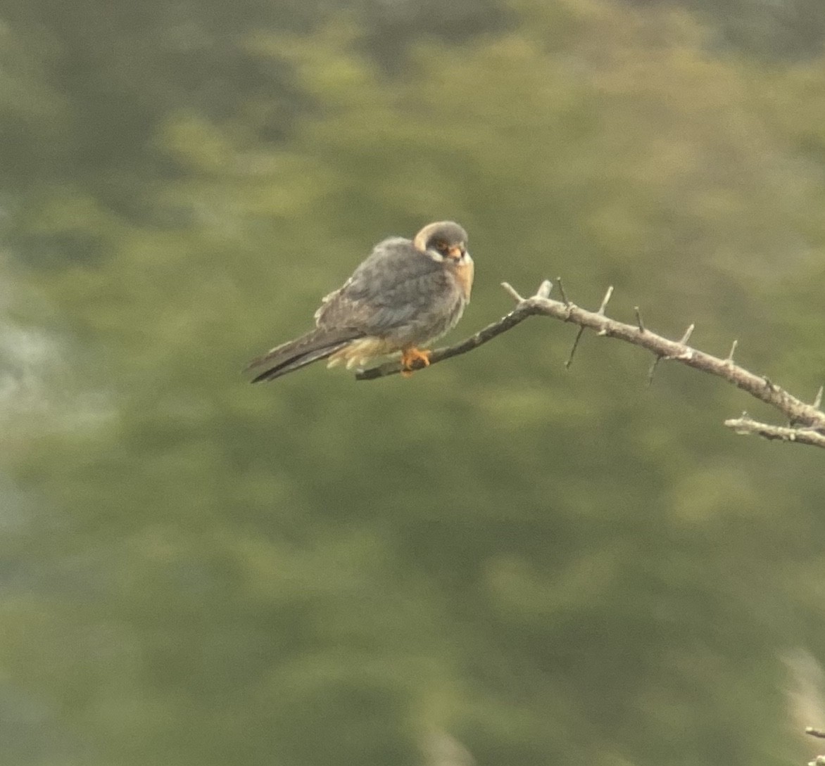 Red-footed Falcon - ML620991868