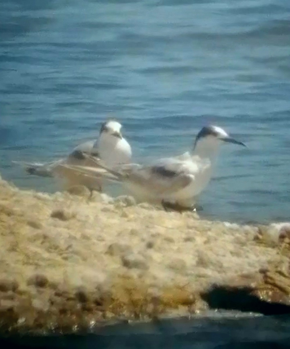 Common Tern - ML620991892