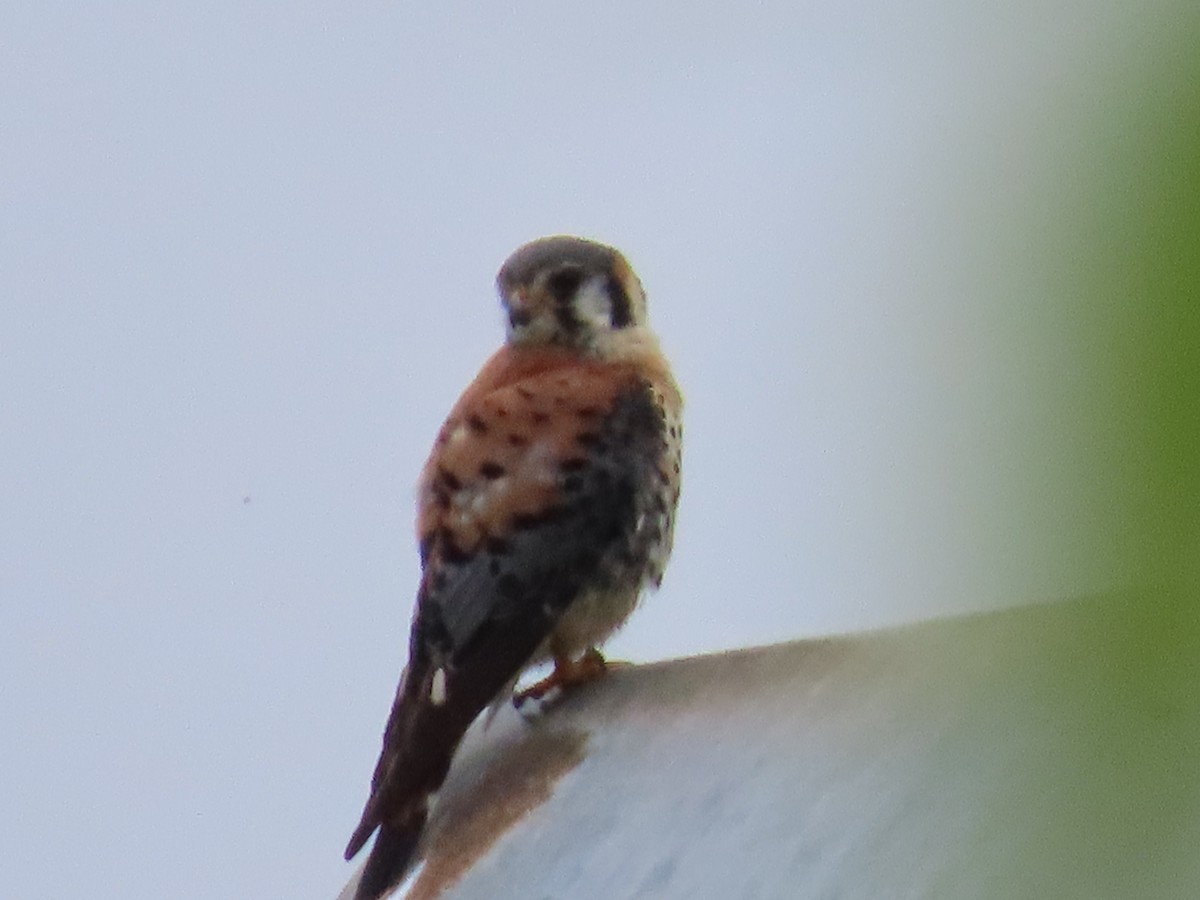 American Kestrel - ML620991903