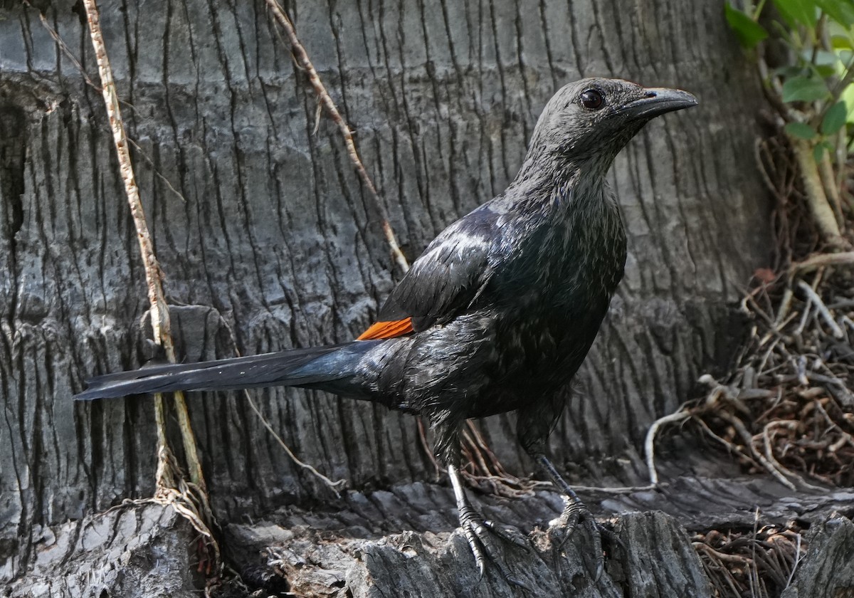 Red-winged Starling - ML620991904