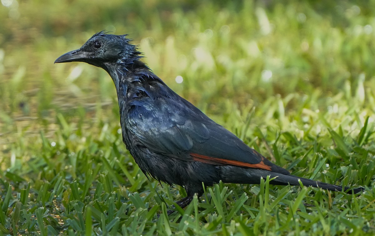 Red-winged Starling - ML620991911
