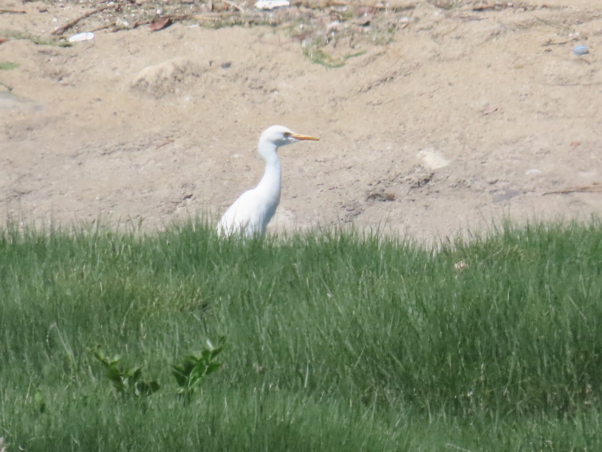 Египетская цапля (ibis) - ML620991922