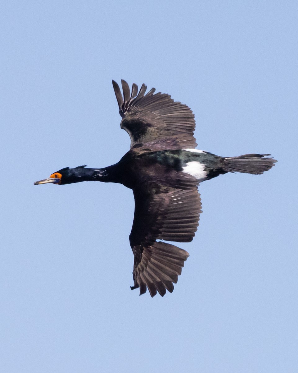Red-faced Cormorant - ML620991938
