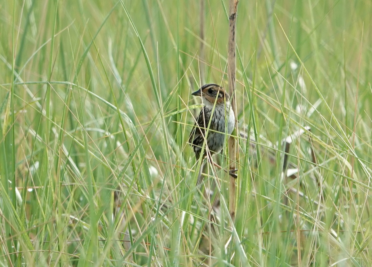 Saltmarsh Sparrow - Claus Holzapfel