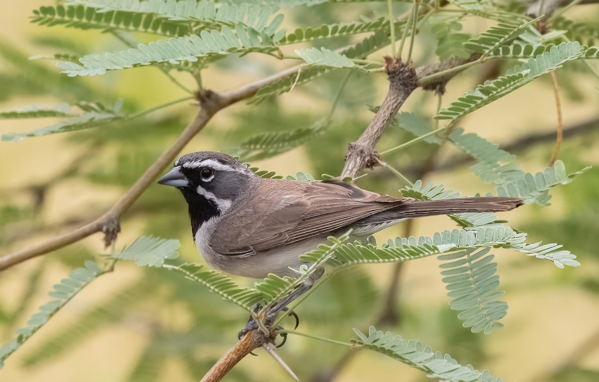 Black-throated Sparrow - ML620992089