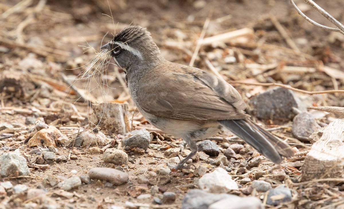 Black-throated Sparrow - ML620992093