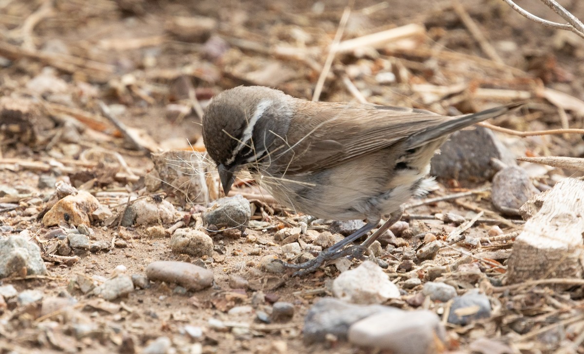 Black-throated Sparrow - ML620992095