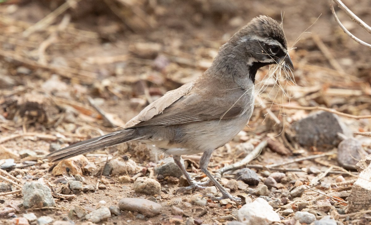 Black-throated Sparrow - ML620992097