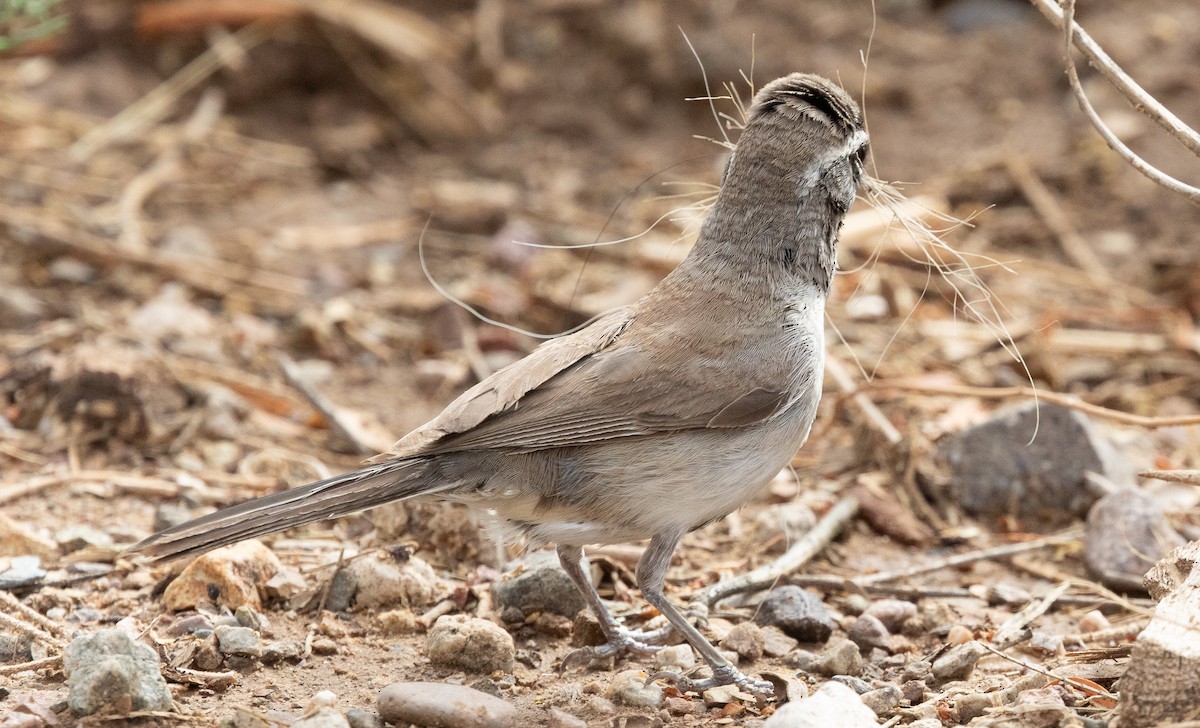 Black-throated Sparrow - ML620992098