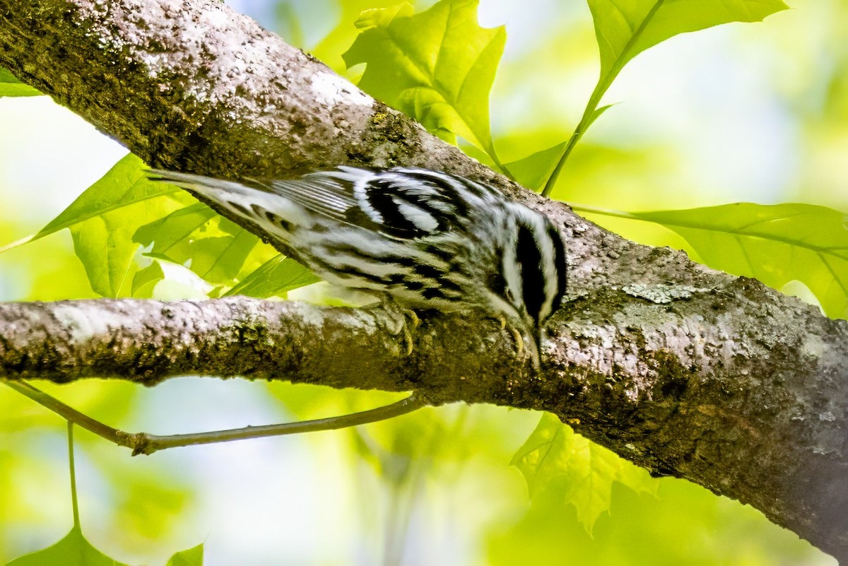 Black-and-white Warbler - ML620992135
