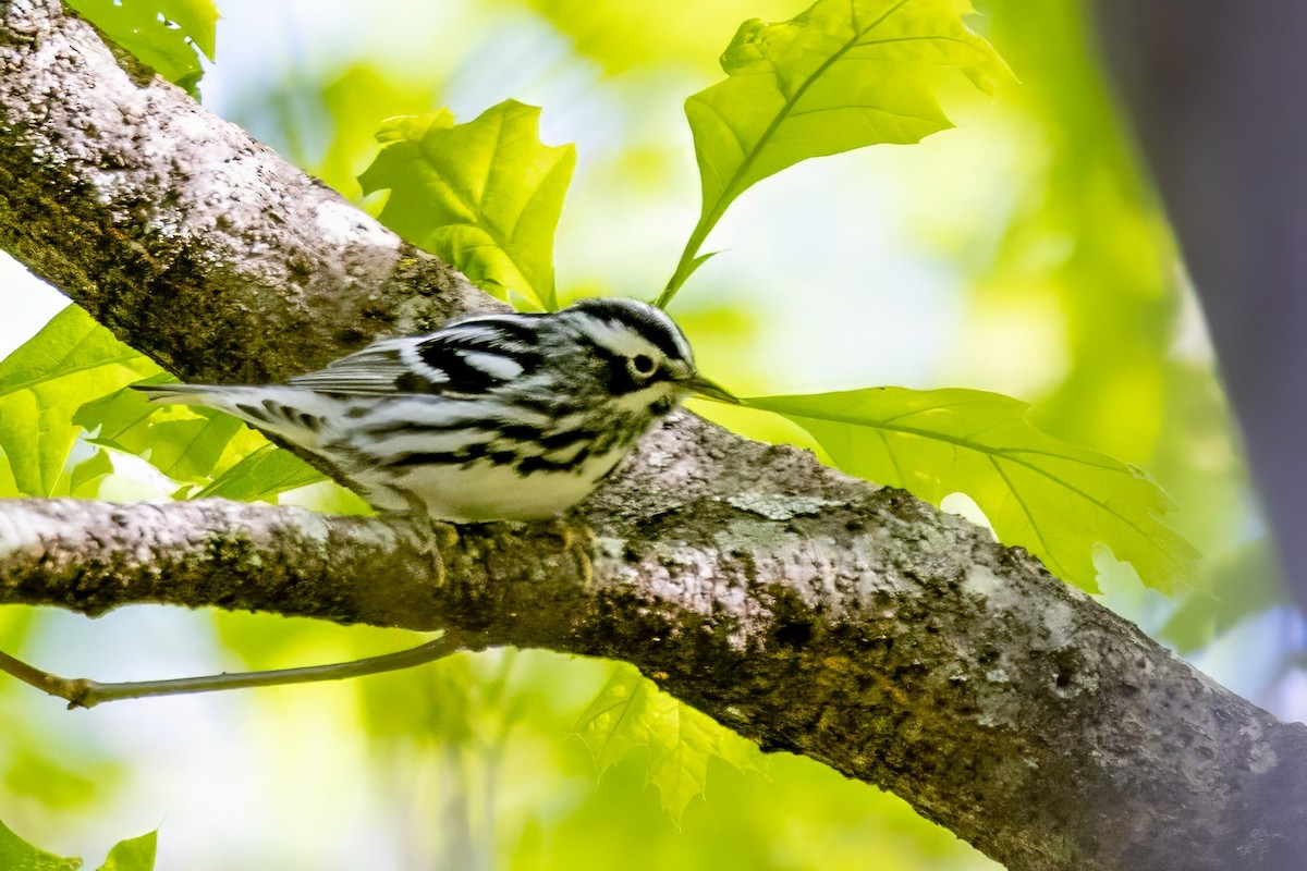 Black-and-white Warbler - ML620992136