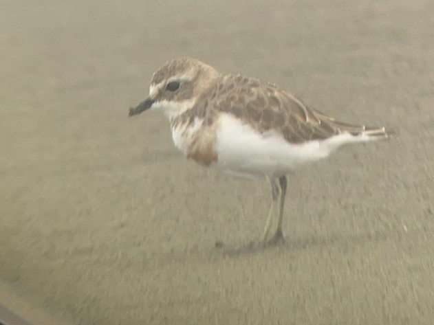 Double-banded Plover - ML620992173