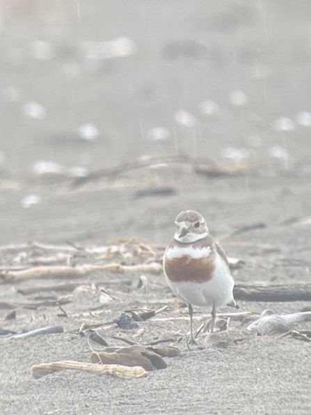 Double-banded Plover - ML620992176