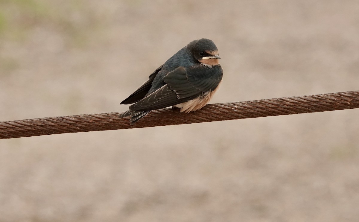 Barn Swallow - ML620992201