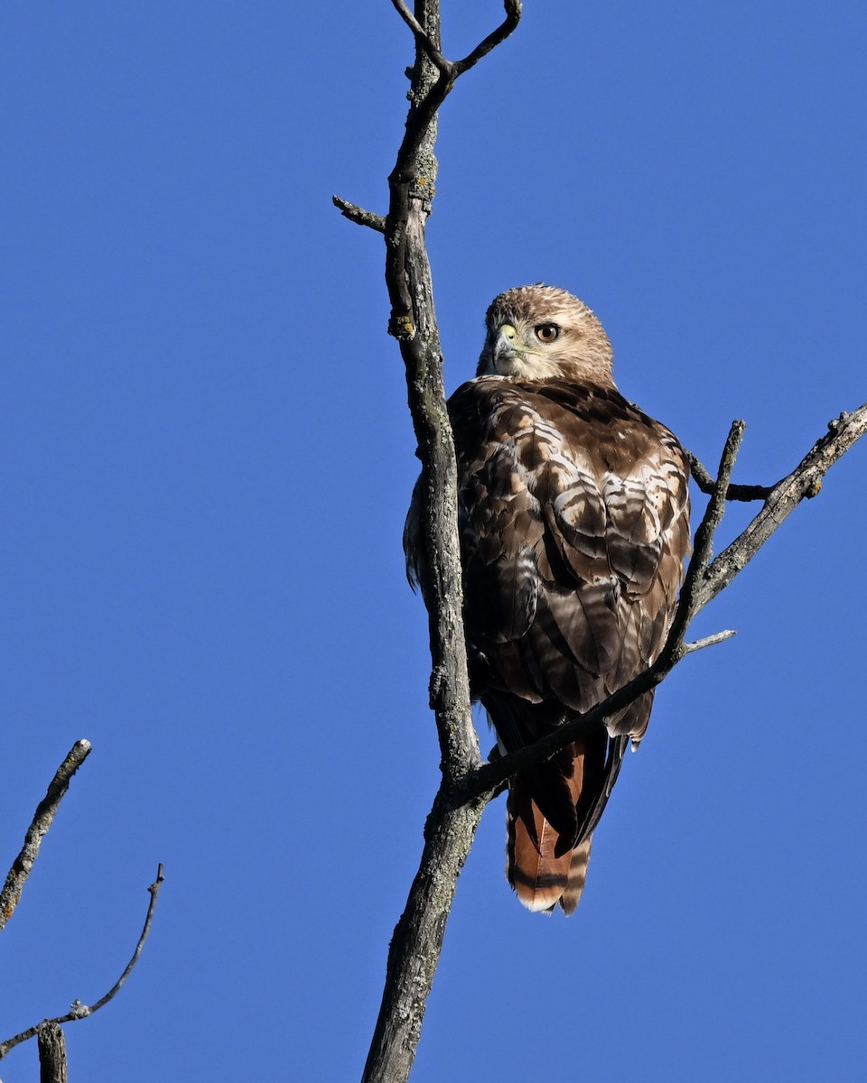 Red-tailed Hawk - ML620992228