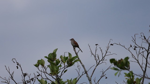 Swamp Sparrow - ML620992245