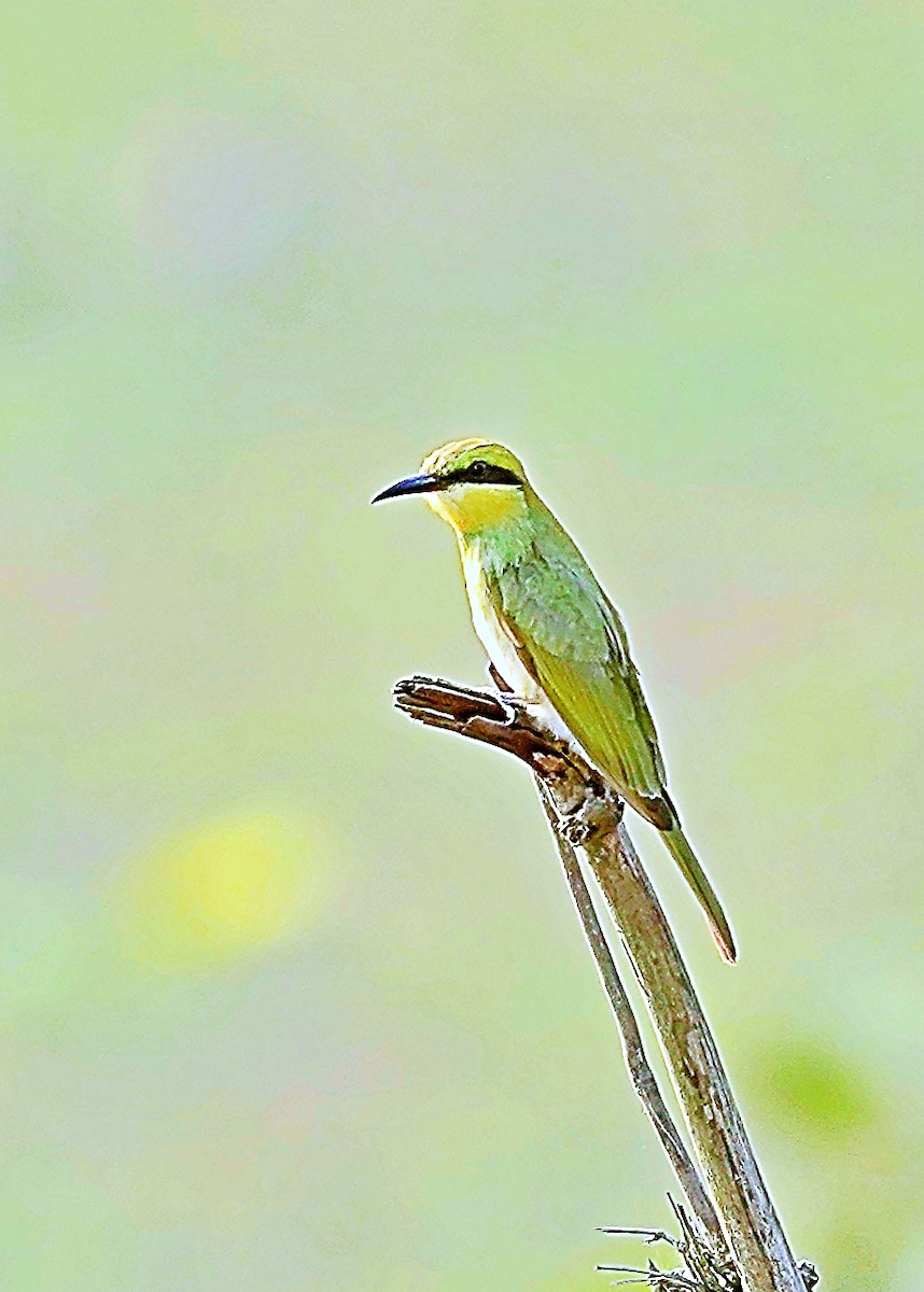 Asian Green Bee-eater - ML620992289