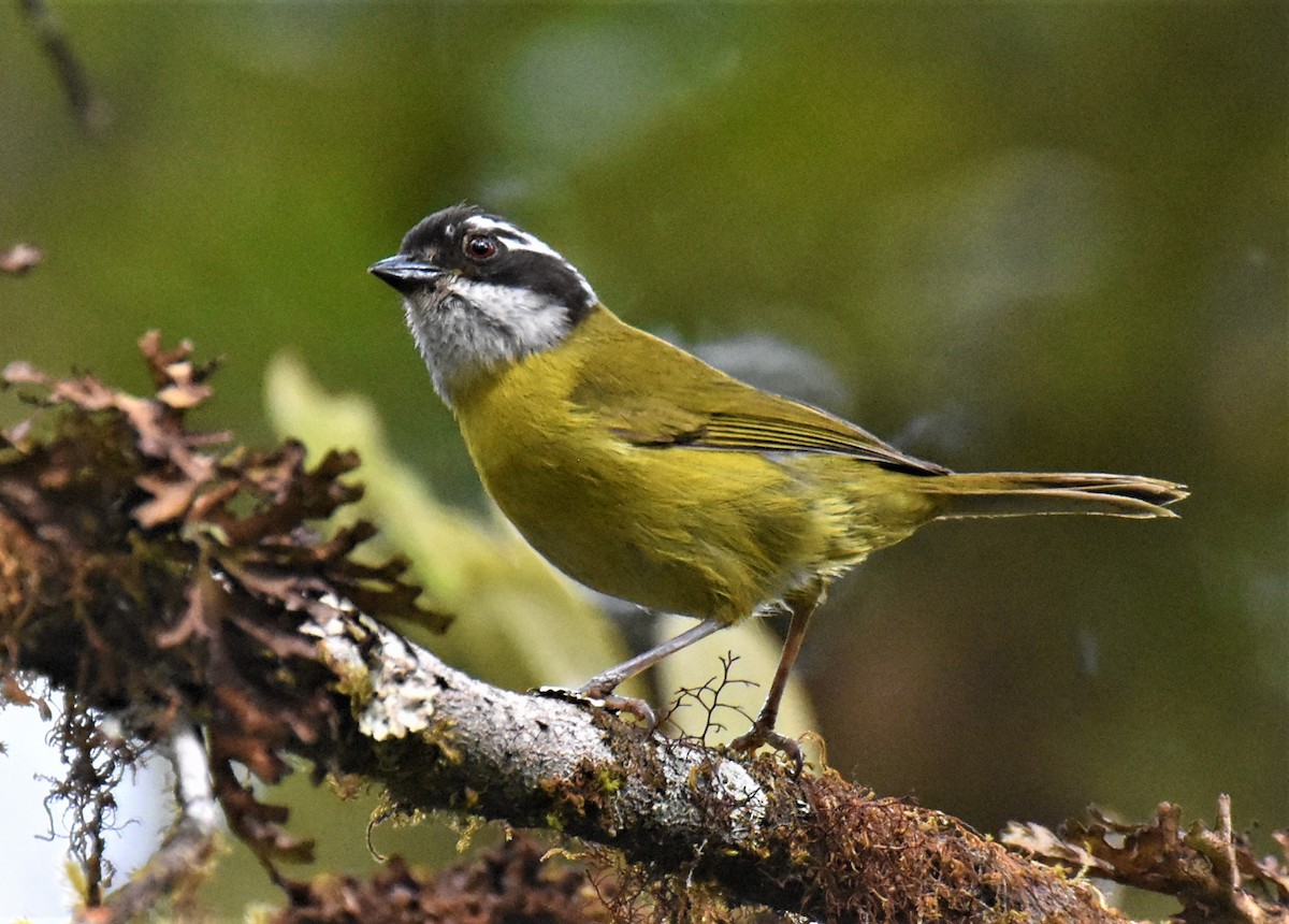 Sooty-capped Chlorospingus - ML620992305