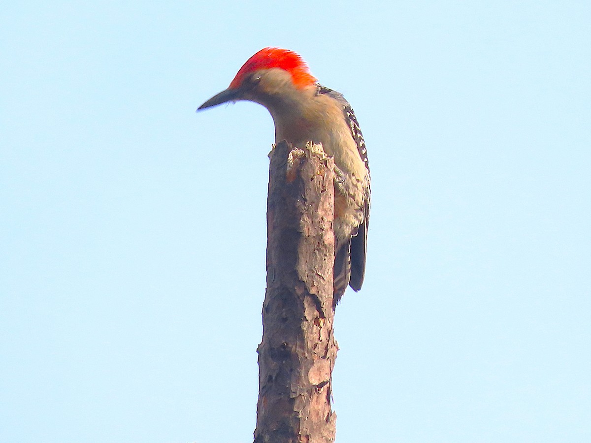 Red-bellied Woodpecker - ML620992310