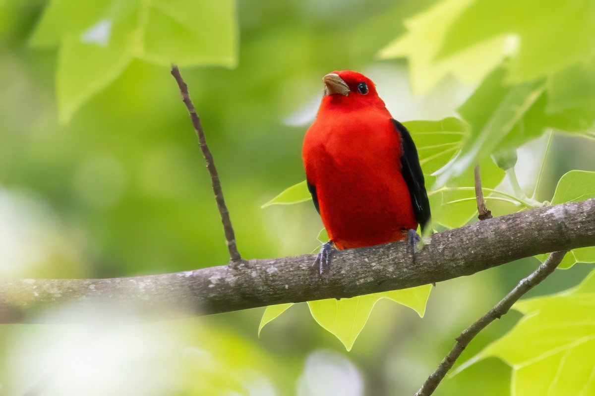 Scarlet Tanager - ML620992354