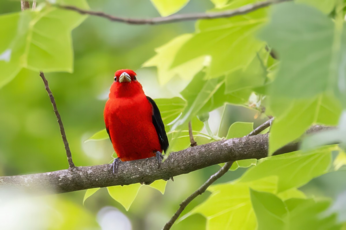 Scarlet Tanager - ML620992355