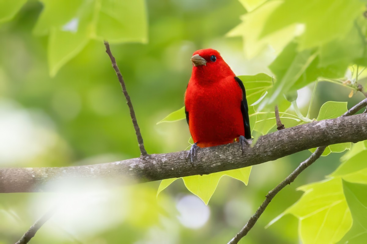 Scarlet Tanager - ML620992356