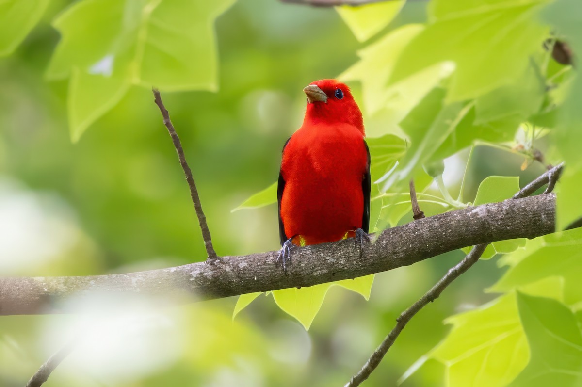 Scarlet Tanager - ML620992357