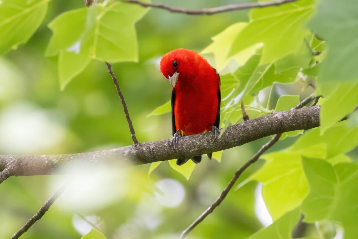 Scarlet Tanager - ML620992358