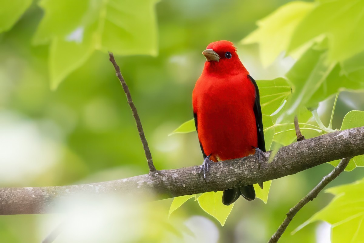 Scarlet Tanager - ML620992359