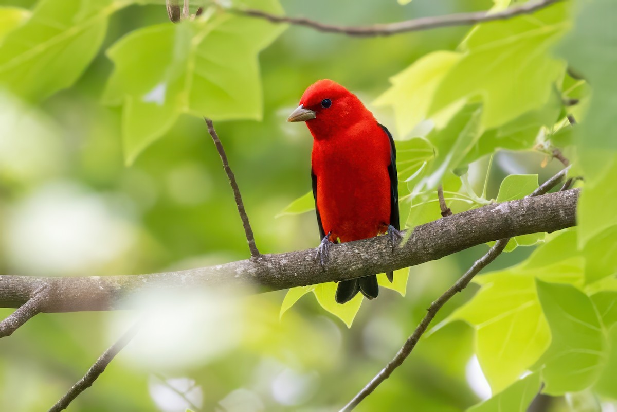 Scarlet Tanager - ML620992360