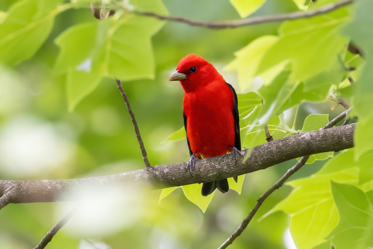 Scarlet Tanager - ML620992361
