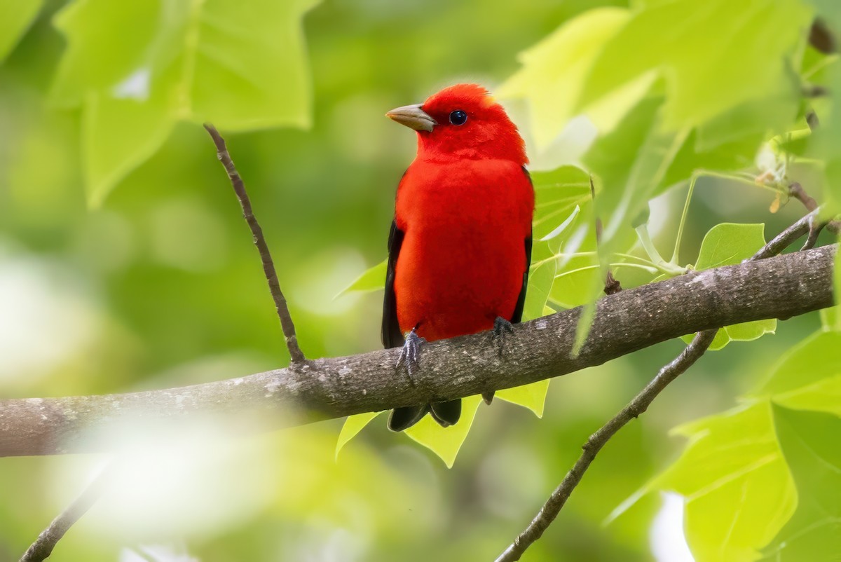 Scarlet Tanager - ML620992362