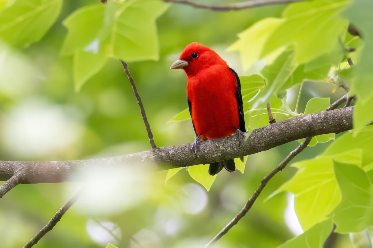 Scarlet Tanager - ML620992363