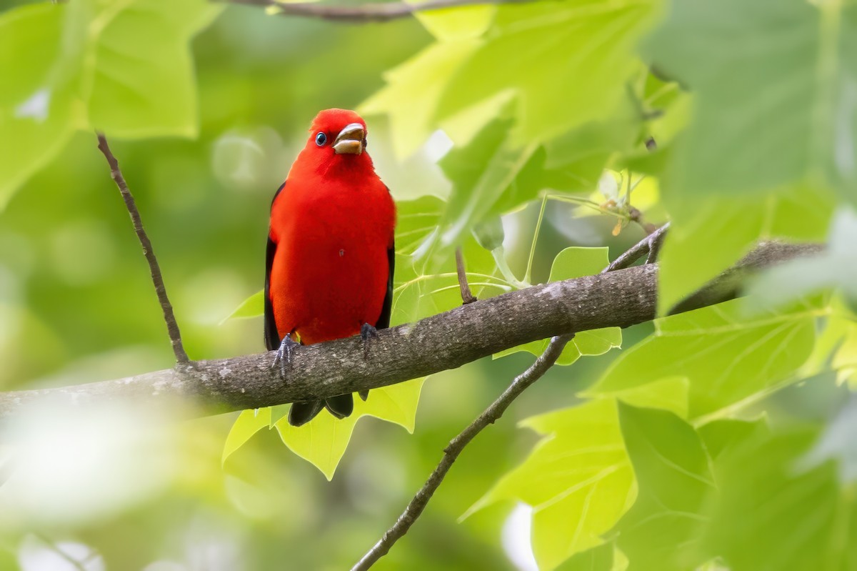 Scarlet Tanager - ML620992364