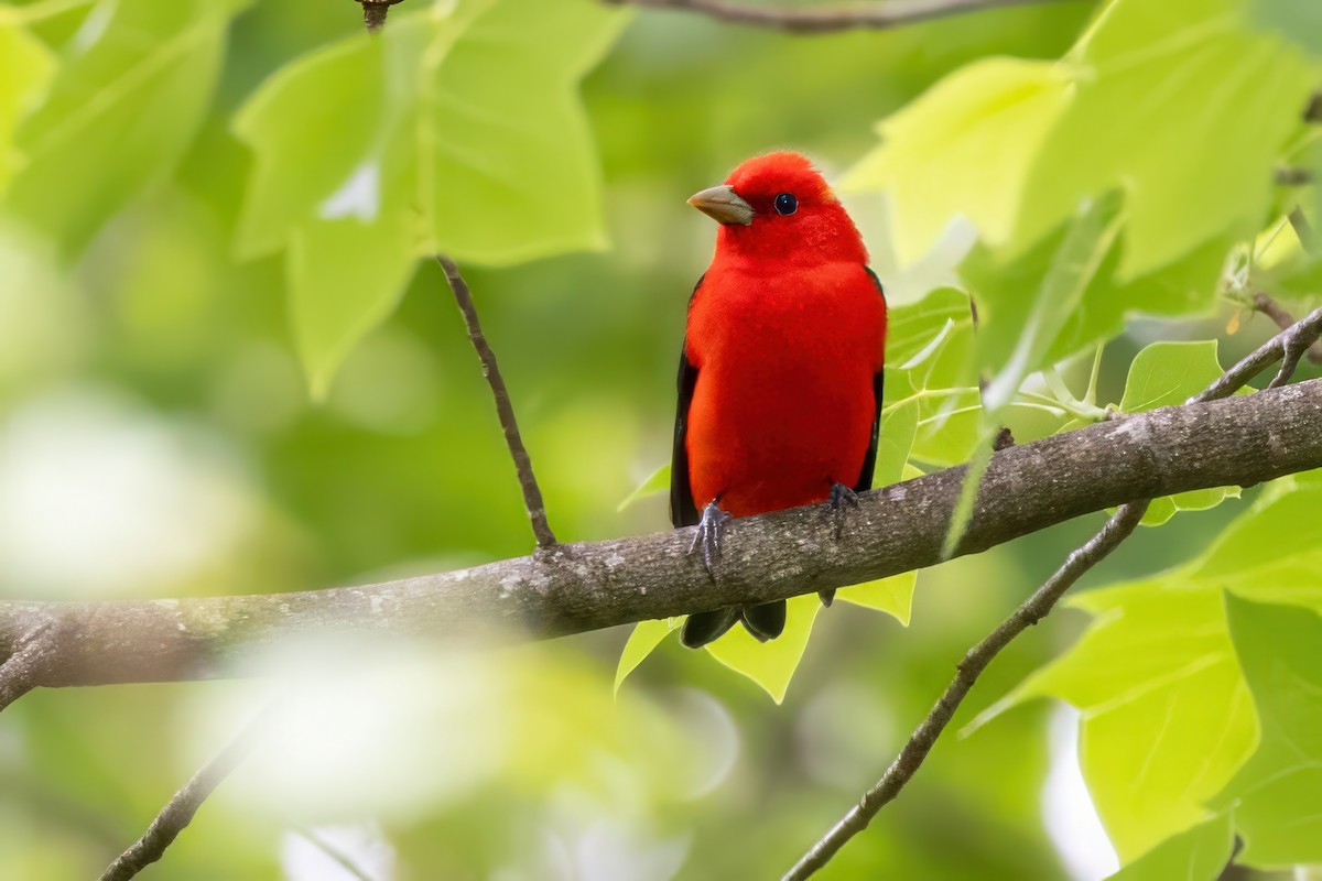 Scarlet Tanager - ML620992365