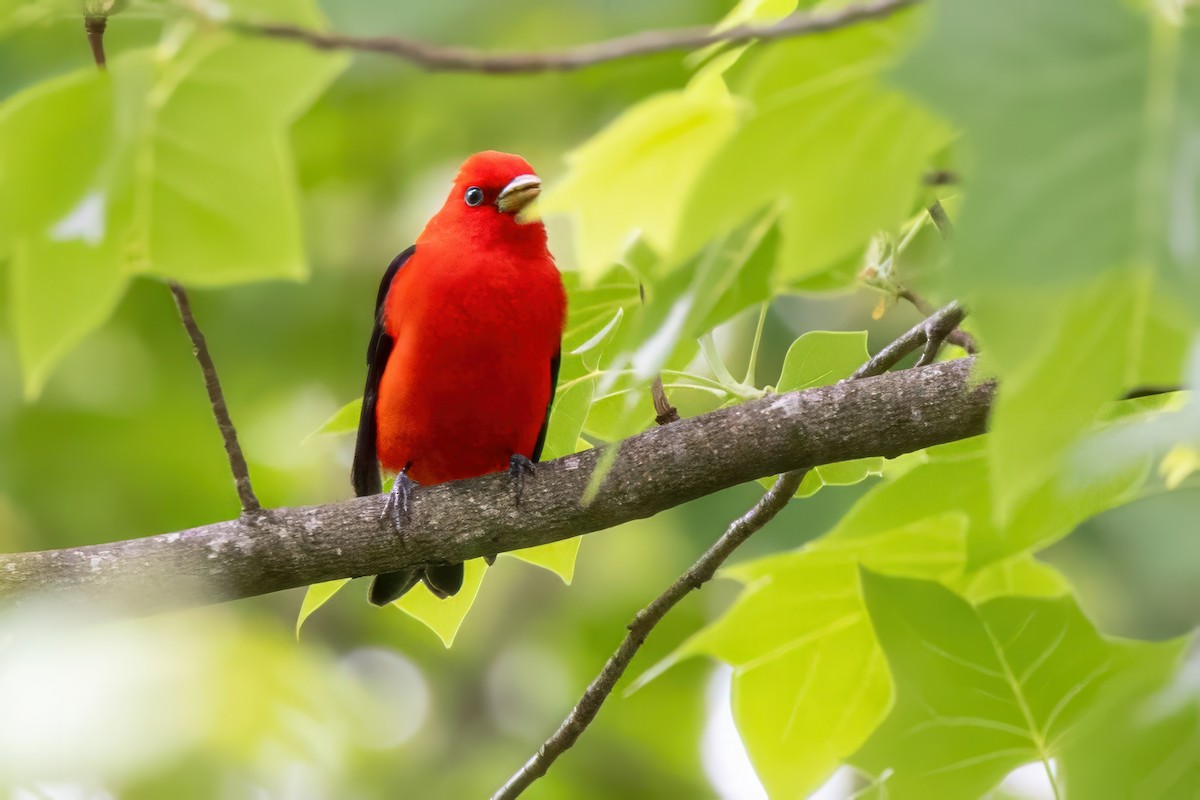 Scarlet Tanager - ML620992366
