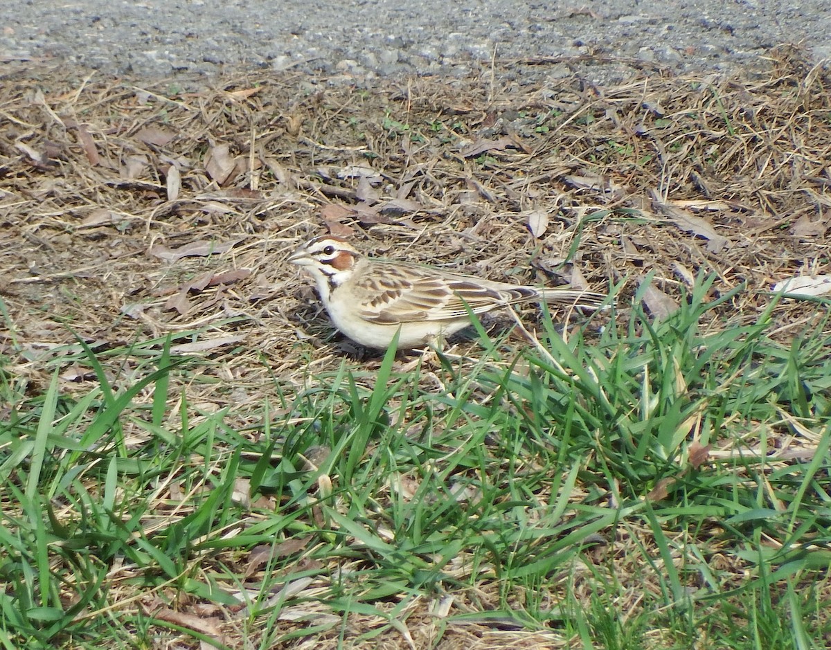 Lark Sparrow - ML620992368