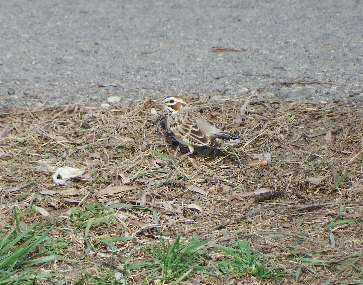 Lark Sparrow - ML620992369