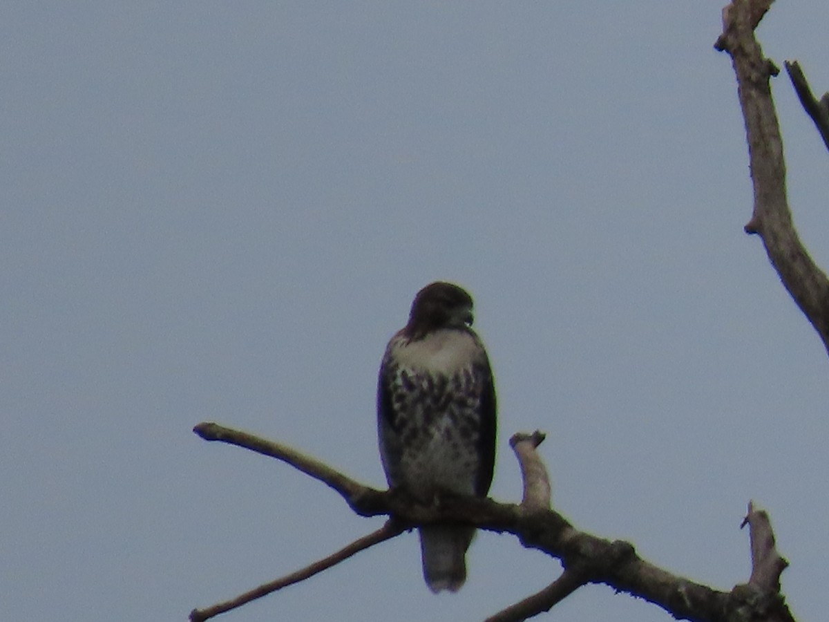 Red-tailed Hawk - ML620992442