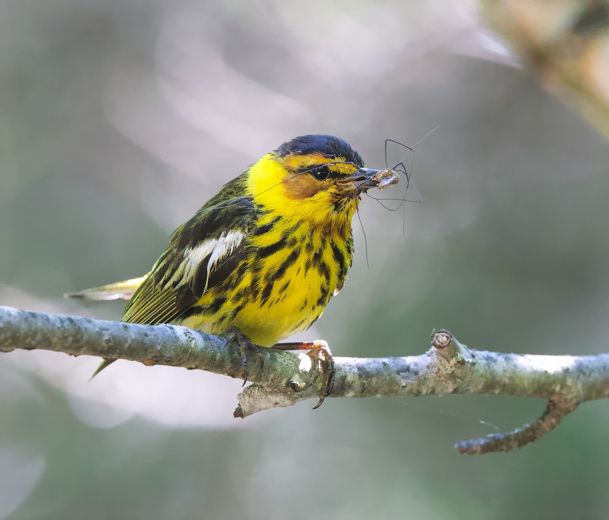 Cape May Warbler - ML620992472