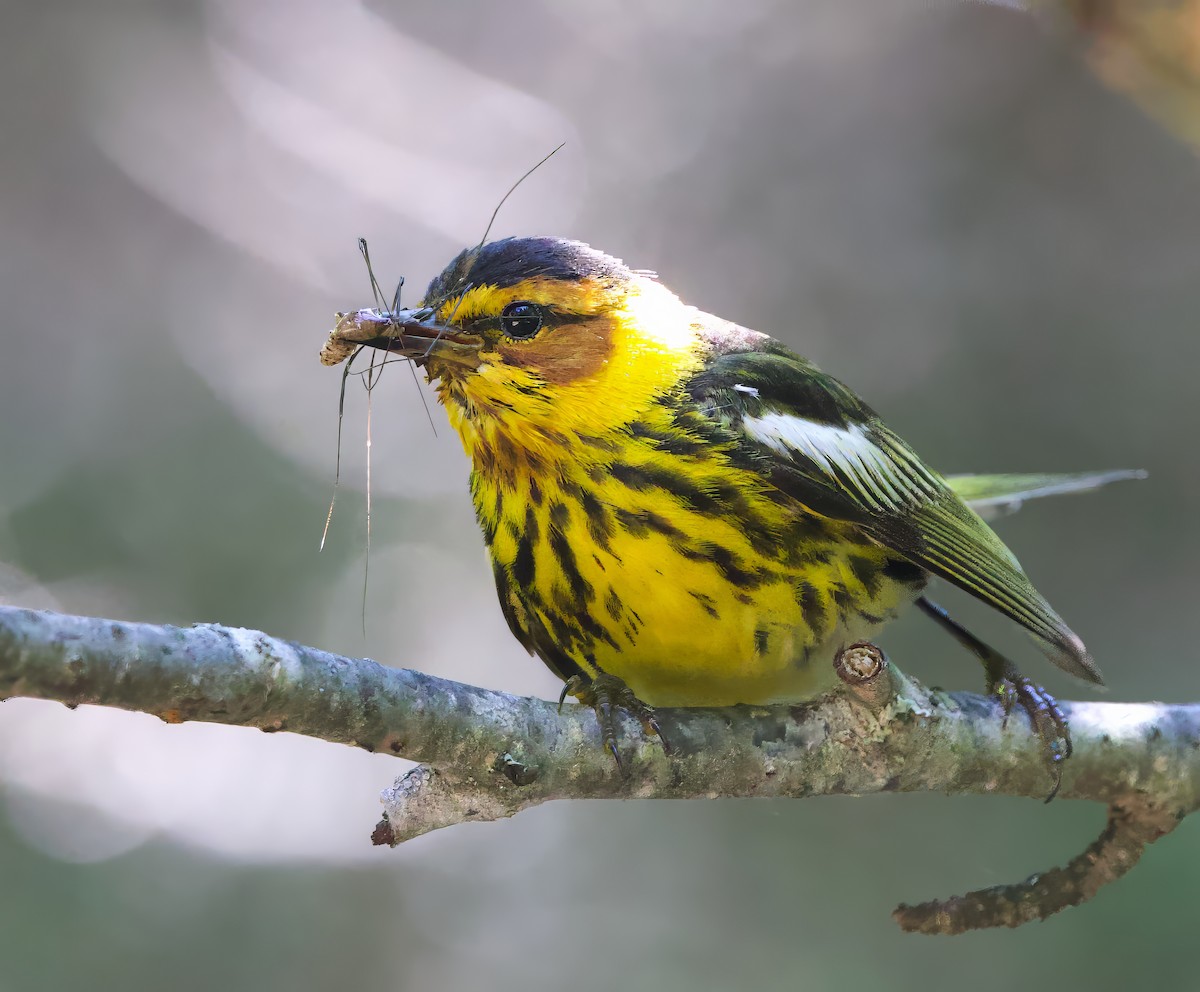Cape May Warbler - ML620992473