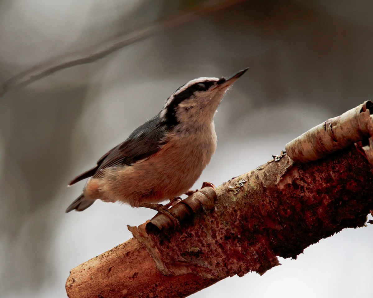 Red-breasted Nuthatch - ML620992479