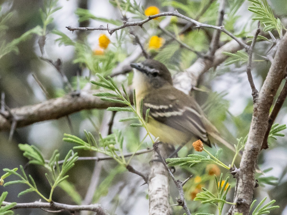 Pale-tipped Tyrannulet - ML620992511